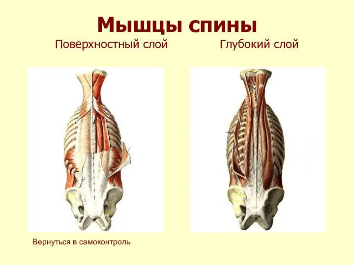 Мышцы спины Поверхностный слой Глубокий слой Вернуться в самоконтроль