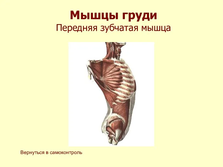 Мышцы груди Передняя зубчатая мышца Вернуться в самоконтроль