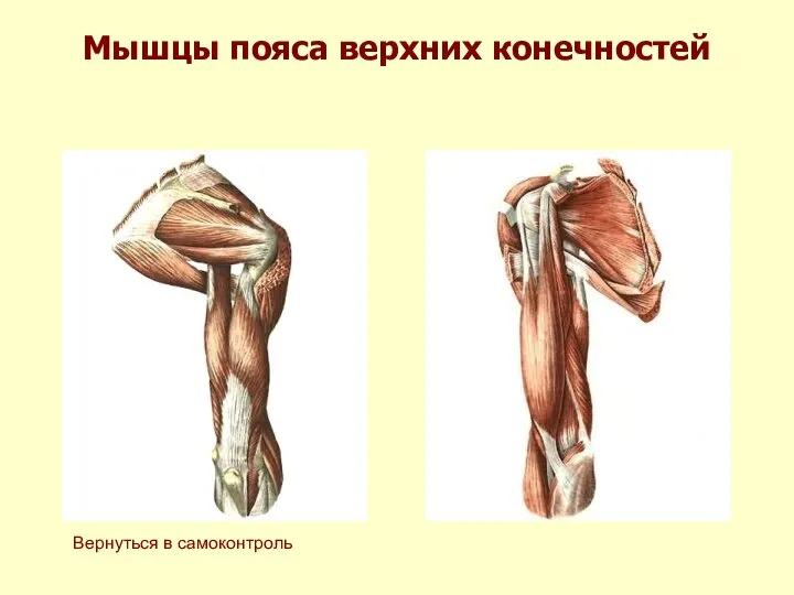 Мышцы пояса верхних конечностей Вернуться в самоконтроль