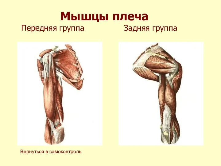 Мышцы плеча Передняя группа Задняя группа Вернуться в самоконтроль