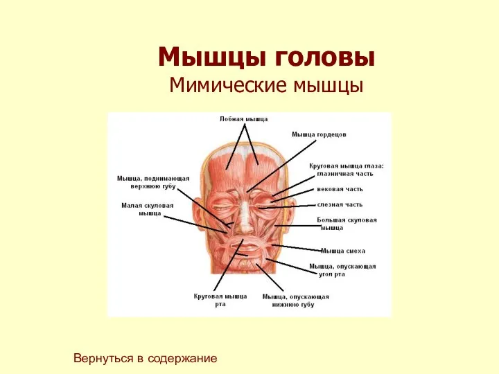 Мышцы головы Мимические мышцы Вернуться в содержание