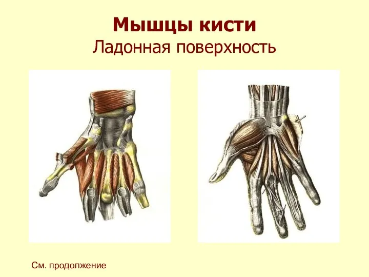 Мышцы кисти Ладонная поверхность См. продолжение