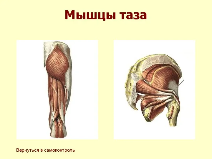 Мышцы таза Вернуться в самоконтроль