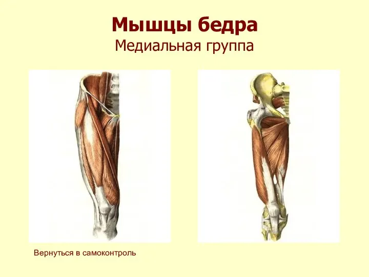 Мышцы бедра Медиальная группа Вернуться в самоконтроль