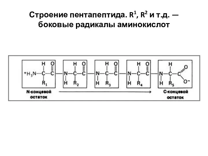 Строение пентапептида. R1, R2 и т.д. — боковые радикалы аминокислот