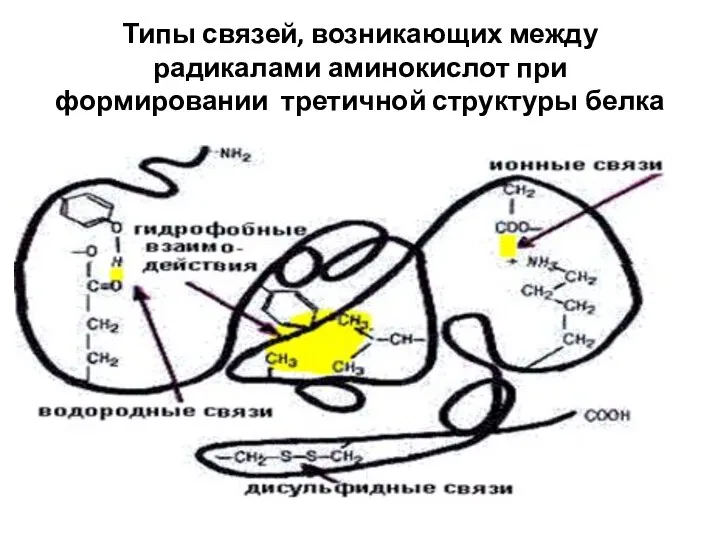 Типы связей, возникающих между радикалами аминокислот при формировании третичной структуры белка