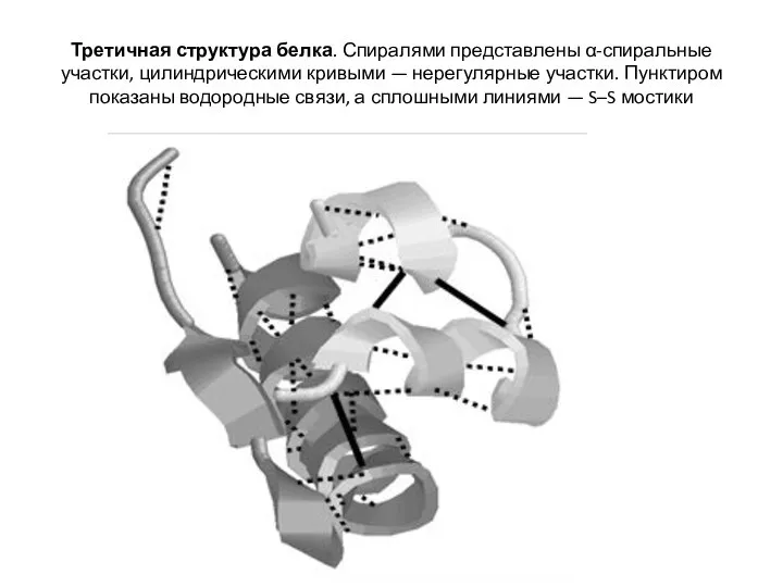 Третичная структура белка. Спиралями представлены α-спиральные участки, цилиндрическими кривыми — нерегулярные