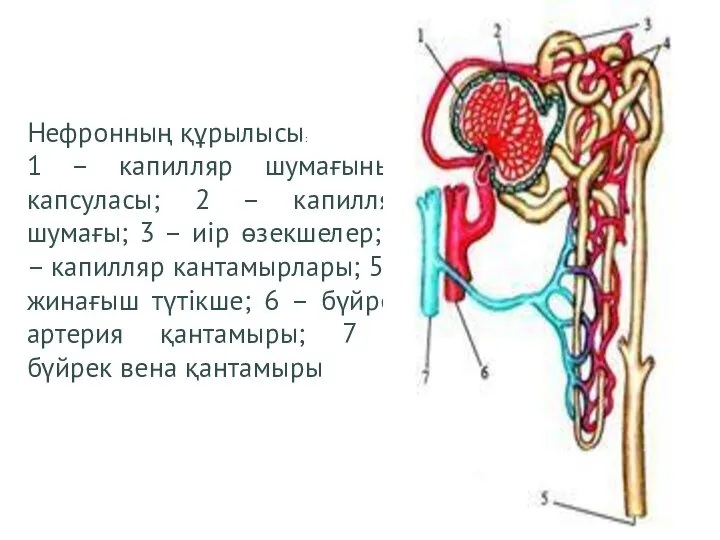 Нефронның құрылысы: 1 – капилляр шумағының капсуласы; 2 – капилляр шумағы;