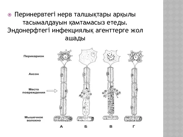 Перинервтегі нерв талшықтары арқылы тасымалдауын қамтамасыз етеды. Эндонерфтегі инфекциялық агенттерге жол ашады