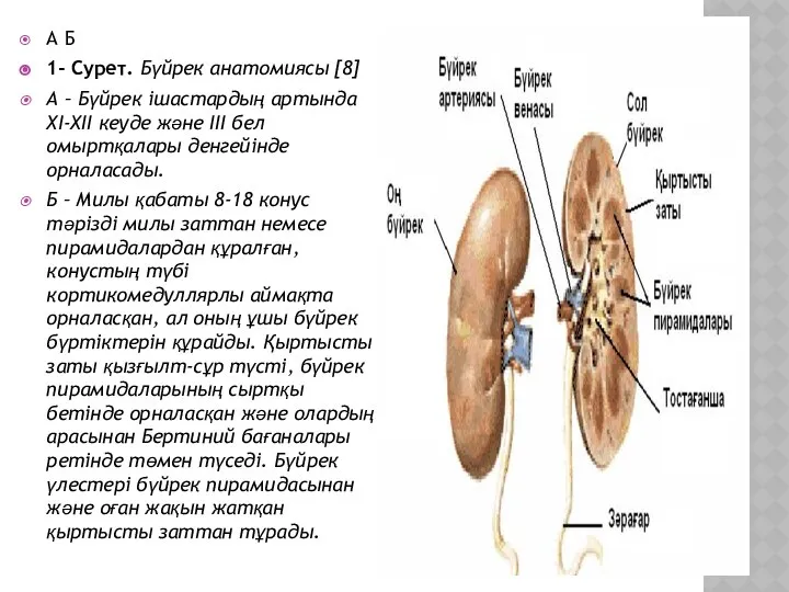 А Б 1- Сурет. Бүйрек анатомиясы [8] А – Бүйрек ішастардың