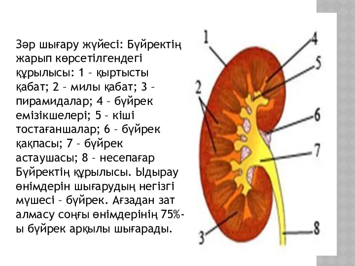 Зәр шығару жүйесі: Бүйректің жарып көрсетілгендегі құрылысы: 1 – қыртысты қабат;