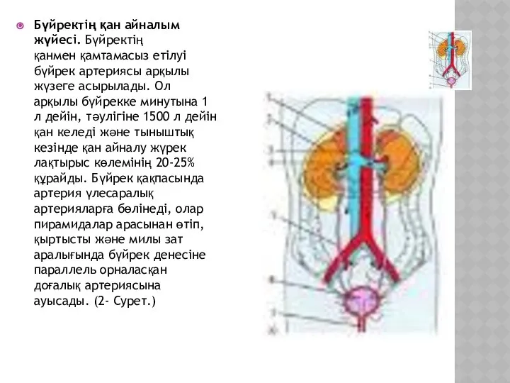 Бүйректің қан айналым жүйесі. Бүйректің қанмен қамтамасыз етілуі бүйрек артериясы арқылы