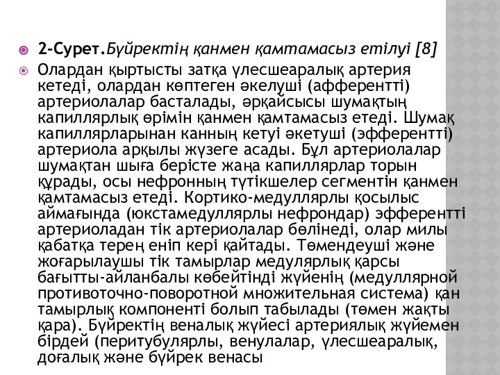 2-Сурет.Бүйректің қанмен қамтамасыз етілуі [8] Олардан қыртысты затқа үлесшеаралық артерия кетеді,