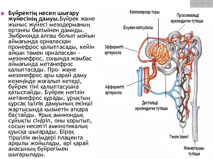 Бүйректің несеп шығару жүйесінің дамуы.Бүйрек және жыныс жүйесі мезодерманың ортанғы бөлімінен