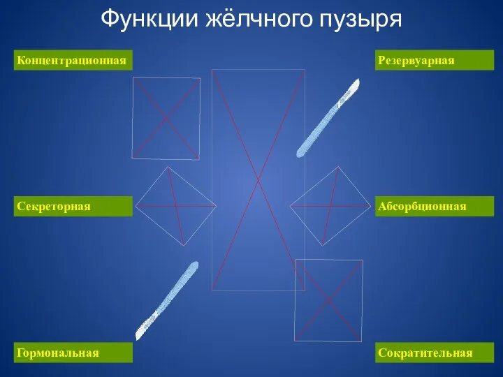 Функции жёлчного пузыря