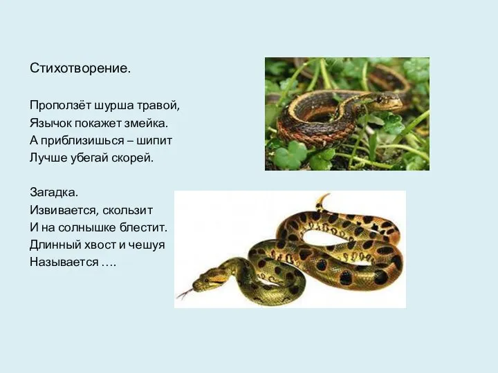 Стихотворение. Проползёт шурша травой, Язычок покажет змейка. А приблизишься – шипит