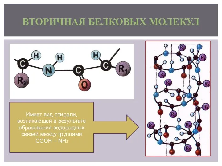 ВТОРИЧНАЯ БЕЛКОВЫХ МОЛЕКУЛ Имеет вид спирали, возникающей в результате образования водородных