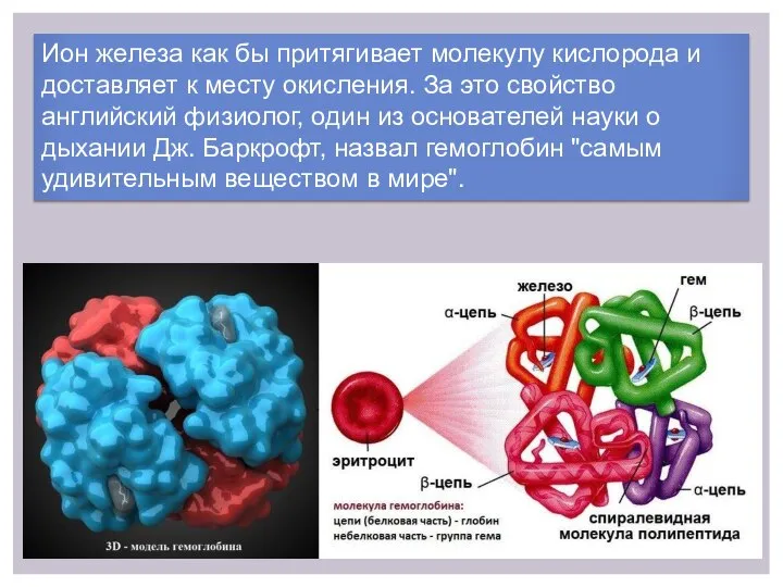 Ион железа как бы притягивает молекулу кислорода и доставляет к месту