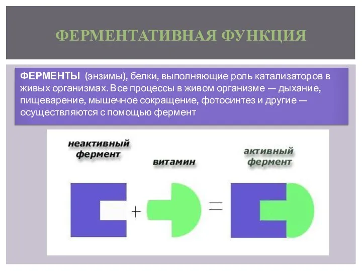 ФЕРМЕНТЫ (энзимы), белки, выполняющие роль катализаторов в живых организмах. Все процессы