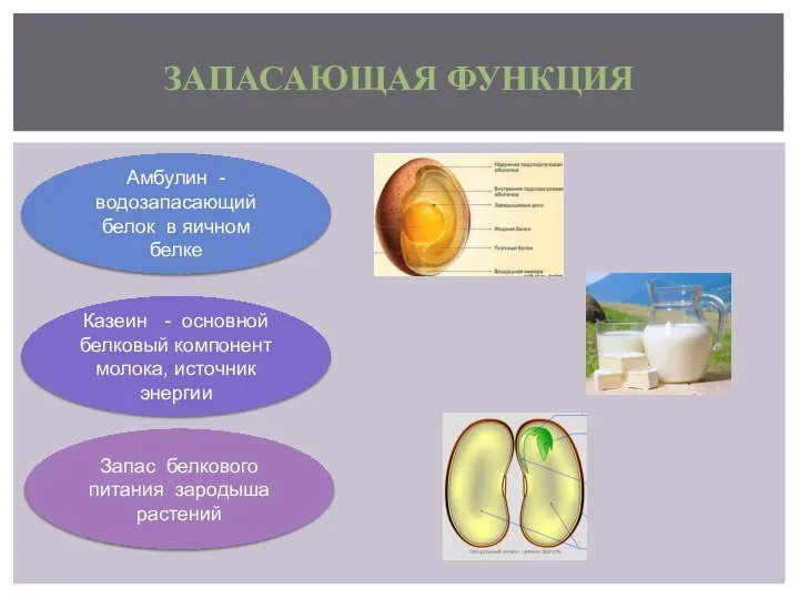 ЗАПАСАЮЩАЯ ФУНКЦИЯ Амбулин - водозапасающий белок в яичном белке Казеин -