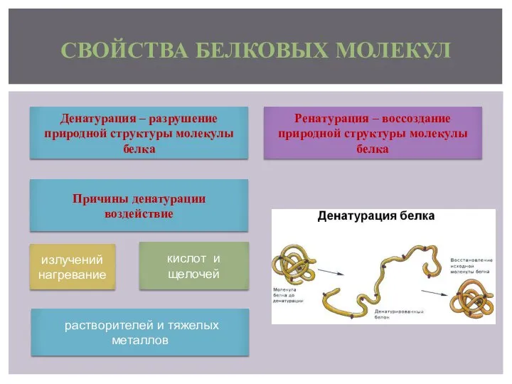 СВОЙСТВА БЕЛКОВЫХ МОЛЕКУЛ Денатурация – разрушение природной структуры молекулы белка Ренатурация