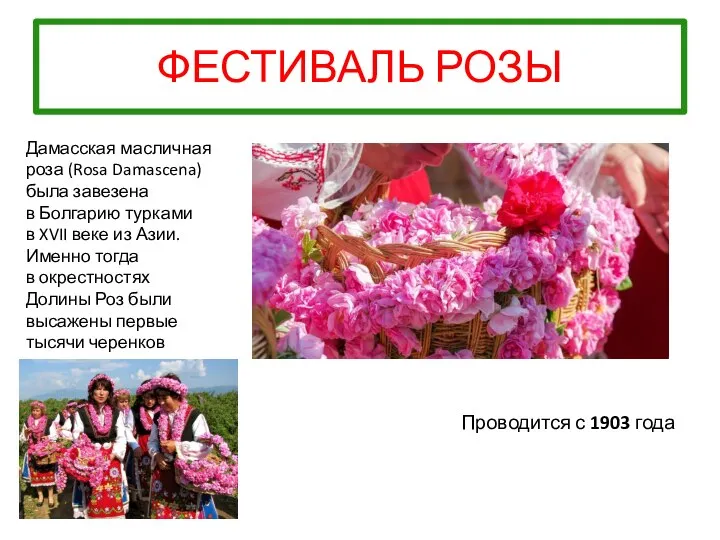 ФЕСТИВАЛЬ РОЗЫ Проводится с 1903 года Дамасская масличная роза (Rosa Damascena)