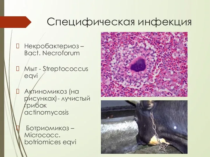 Специфическая инфекция Некробактериоз – Bact. Necroforum Мыт - Streptococcus eqvi Актиномикоз