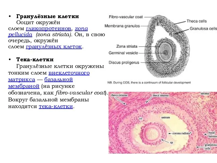 Гранулёзные клетки Ооцит окружён слоем гликопротеинов, zona pellucida (zona striata). Он,