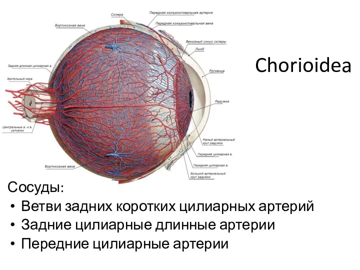 Chorioidea Сосуды: Ветви задних коротких цилиарных артерий Задние цилиарные длинные артерии Передние цилиарные артерии