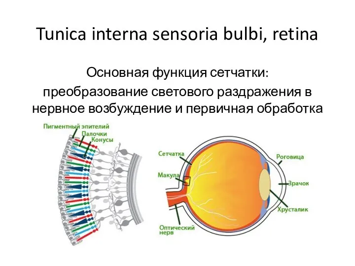 Tunica interna sensoria bulbi, retina Основная функция сетчатки: преобразование светового раздражения