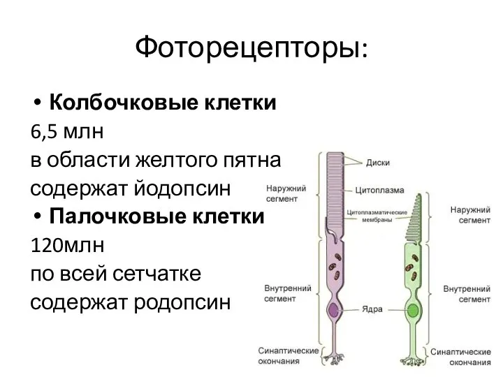 Фоторецепторы: Колбочковые клетки 6,5 млн в области желтого пятна содержат йодопсин