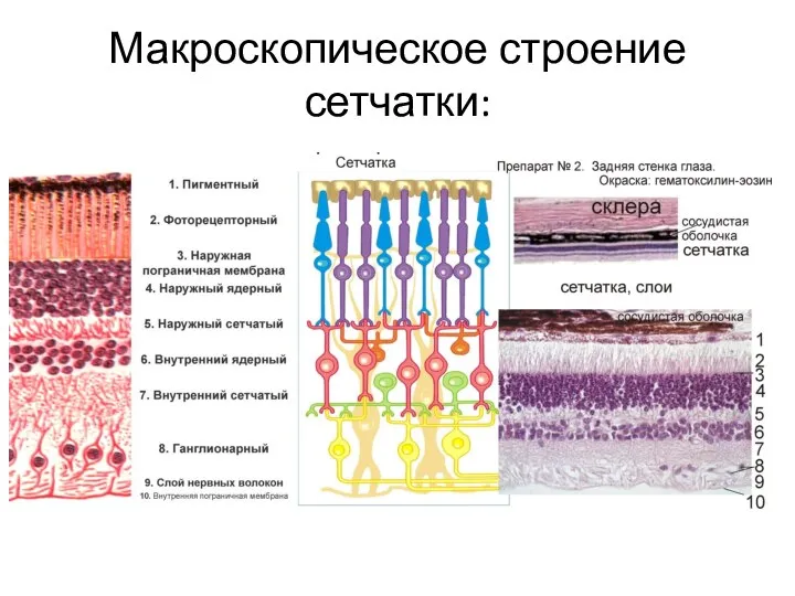 Макроскопическое строение сетчатки: