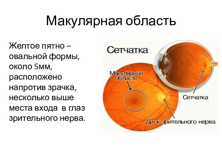 Макулярная область Желтое пятно – овальной формы, около 5мм, расположено напротив