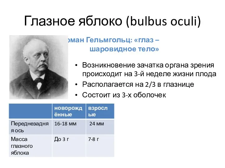 Глазное яблоко (bulbus oculi) Возникновение зачатка органа зрения происходит на 3-й