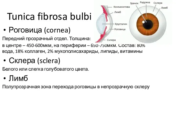 Tunica fibrosa bulbi Роговица (cornea) Передний прозрачный отдел. Толщина: в центре