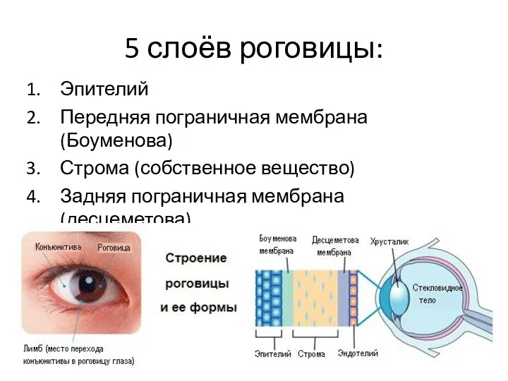 5 слоёв роговицы: Эпителий Передняя пограничная мембрана (Боуменова) Строма (собственное вещество)