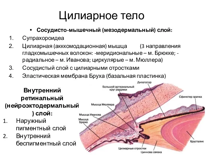 Цилиарное тело Сосудисто-мышечный (мезодермальный) слой: Супрахороидеа Цилиарная (акккомодационная) мышца (3 направления