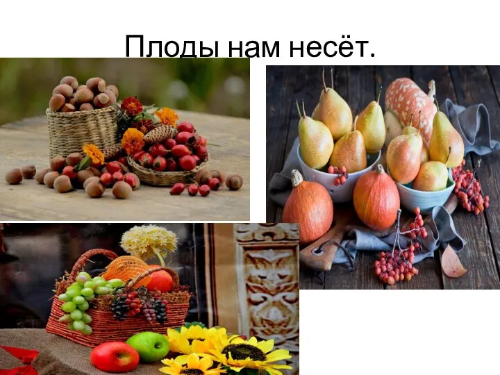 Плоды нам несёт.