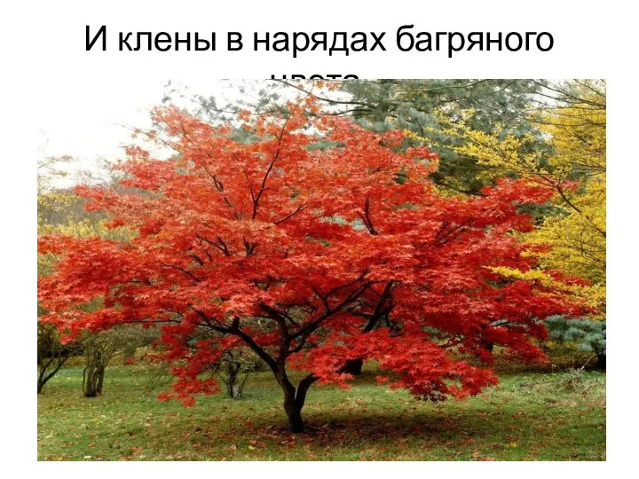 И клены в нарядах багряного цвета.