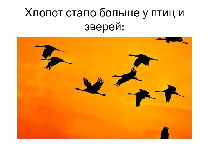 Хлопот стало больше у птиц и зверей: