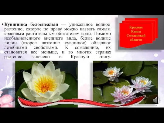 Кувшинка белоснежная — уникальное водное растение, которое по праву можно назвать