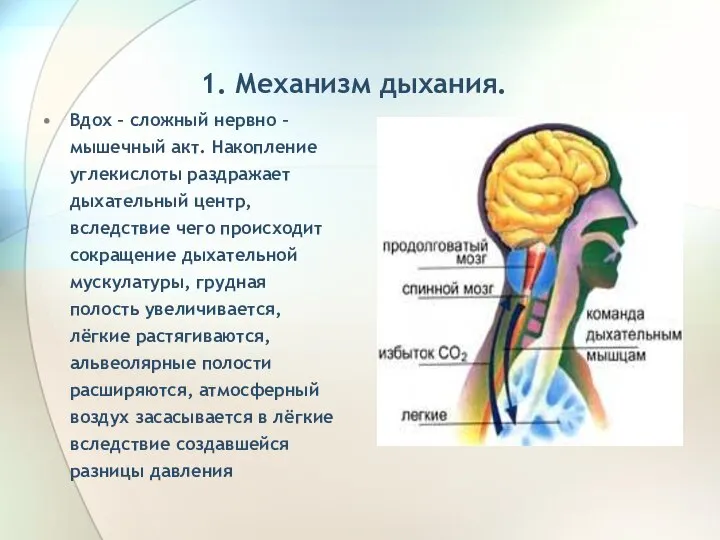 1. Механизм дыхания. Вдох – сложный нервно – мышечный акт. Накопление