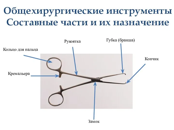 Общехирургические инструменты Составные части и их назначение Кольцо для пальца Замок Кремальера Губка (бранша) Кончик Рукоятка