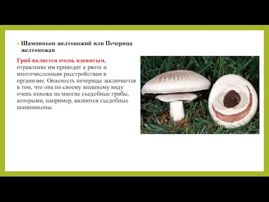 Шампиньон желтокожий или Печерица желтокожая Гриб является очень ядовитым, отравление им