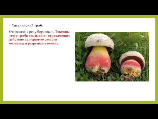 Сатанинский гриб. Относится к роду боровиков. Токсины этого гриба оказывают отравляющее