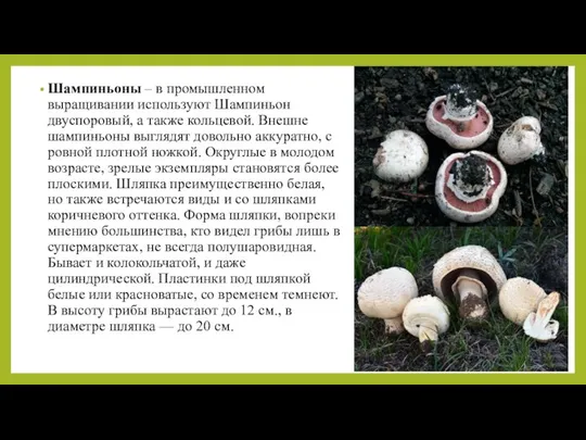 Шампиньоны – в промышленном выращивании используют Шампиньон двуспоровый, а также кольцевой.