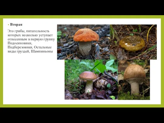 Вторая Это грибы, питательность которых несколько уступает отнесенным в первую группу