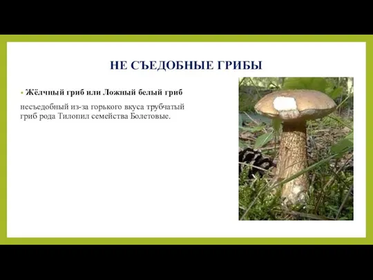 НЕ СЪЕДОБНЫЕ ГРИБЫ Жёлчный гриб или Ложный белый гриб несъедобный из-за