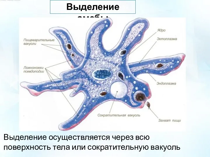 Выделение амебы Выделение осуществляется через всю поверхность тела или сократительную вакуоль