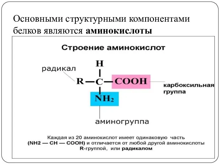 Основными структурными компонентами белков являются аминокислоты